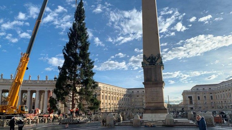 El árbol levantado en la Plaza de San Pedro