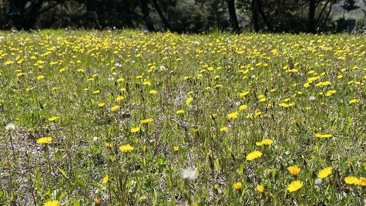 un campo con i fiori